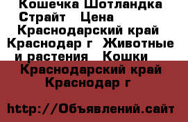 Кошечка Шотландка Страйт › Цена ­ 7 500 - Краснодарский край, Краснодар г. Животные и растения » Кошки   . Краснодарский край,Краснодар г.